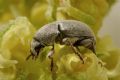 Bruchela rufipes rufipes